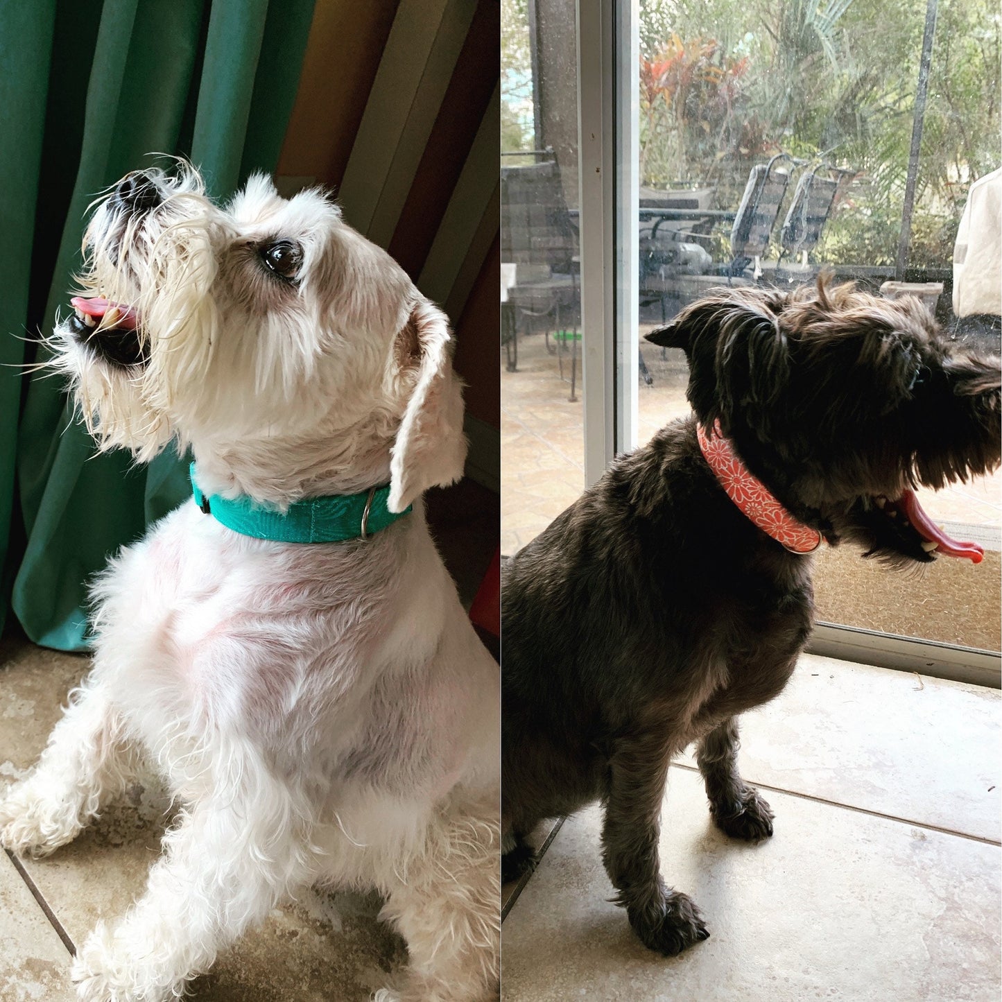 Dog collar spring look